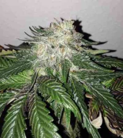 Caramel Kush > 00 Seeds Bank | Feminized Marijuana   |  Indica