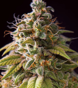 Caramel Monster > Vision Seeds | Feminisierte Hanfsamen  |  Indica