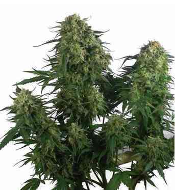 Caramelice > Positronics | Feminized Marijuana   |  Indica