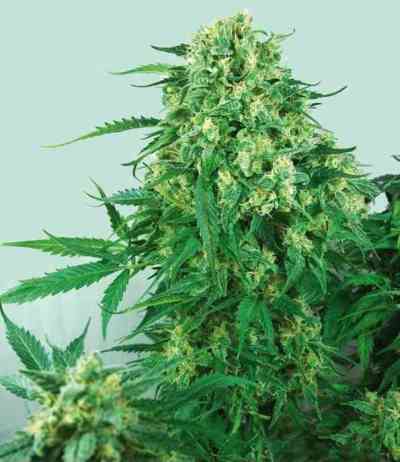 Caramelice > Positronics | Feminized Marijuana   |  Indica