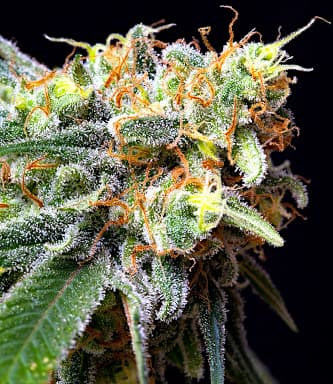 Caramelicious > Bulldog Seeds | Feminized Marijuana   |  Indica