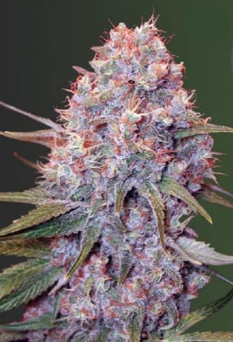 Caramelino > Victory Seeds | Feminisierte Hanfsamen  |  Indica