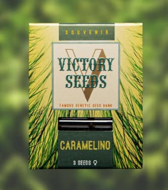 Caramelino > Victory Seeds | Graines Féminisées  |  Indica