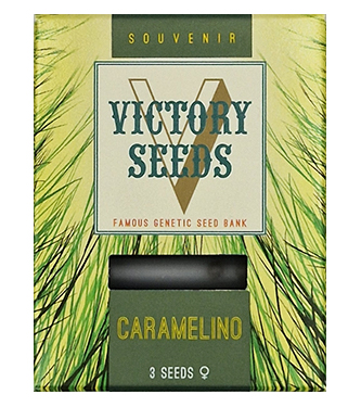 Caramelino > Victory Seeds | Feminisierte Hanfsamen  |  Indica