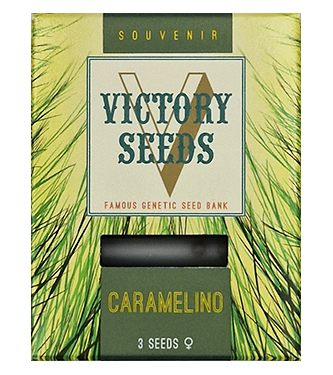 Caramelino > Victory Seeds | Semillas feminizadas  |  Índica