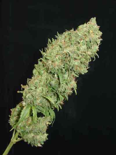 Caramella Auto > Homegrown Fantaseeds | Autoflowering Cannabis   |  Hybrid