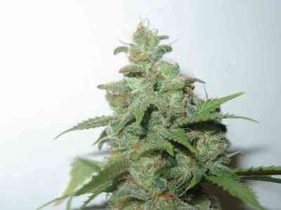 Caramella Auto > Homegrown Fantaseeds | Autoflowering Cannabis   |  Hybrid