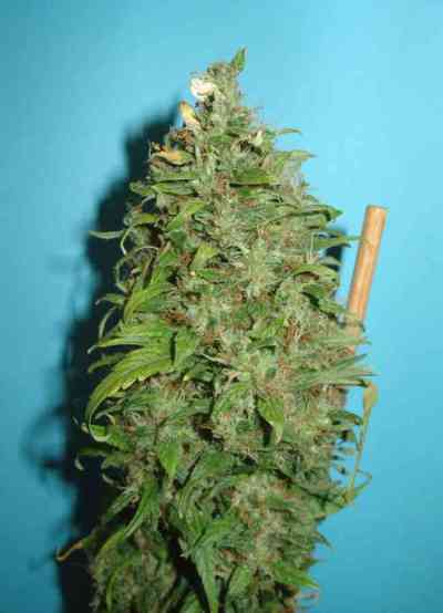 Caramella Auto > Homegrown Fantaseeds | Autoflowering Hanfsamen  |  Hybrid