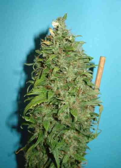 Caramella Auto > Homegrown Fantaseeds | Autoflowering Cannabis   |  Hybrid
