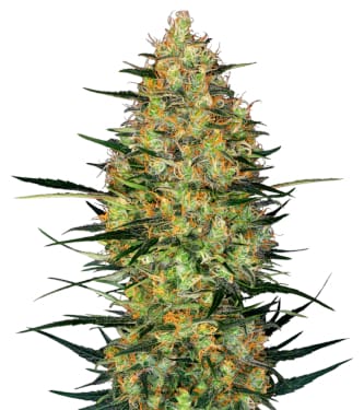 Caramellow Kush Auto > Sensi Seeds | Semillas autoflorecientes  |  Índica