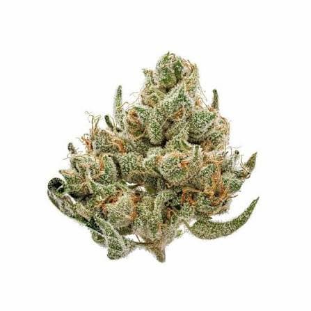 Carbonade Seed > Mamiko Seeds | Feminized Cannabis   |  Indica