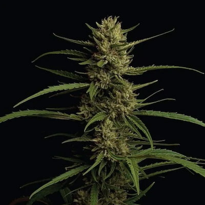 Caribbean Queen 5