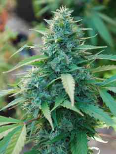 Caribe > Cannabiogen | Feminized Marijuana   |  Sativa