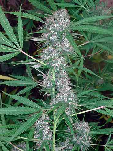 Caribe > Cannabiogen | Feminized Marijuana   |  Sativa