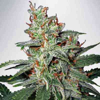 Carnival Seed > Ministry of Cannabis | Feminized Marijuana   |  Sativa