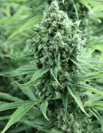 Casey Jones > The Devil\'s Harvest Seed Company | Semillas feminizadas  |  Híbrido