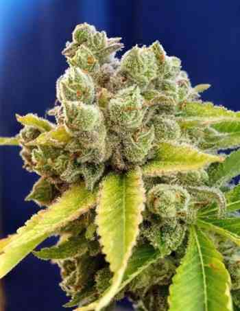 Casey Jones > The Devil\'s Harvest Seed Company | Feminisierte Hanfsamen  |  Hybrid