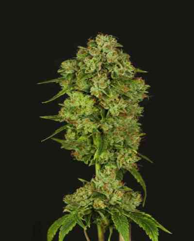 Casey Jones > The Devil\'s Harvest Seed Company | Semillas feminizadas  |  Híbrido