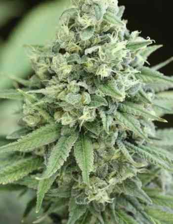 Casey Jones > The Devil\'s Harvest Seed Company | Semillas feminizadas  |  Híbrido