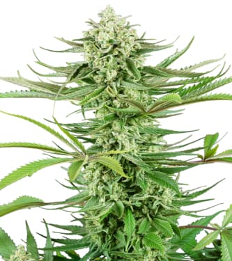 Cashew Kush > Sensi Seeds | Feminized Marijuana   |  hybrid