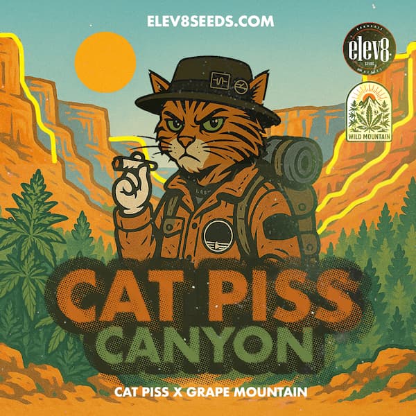 Cat Piss Canyon graines > Elev8 Seeds | Graines Féminisées  |  Sativa