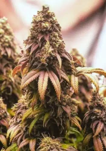 Cataract Cake Seed > DNA Genetics | Feminized Cannabis   |  Indica