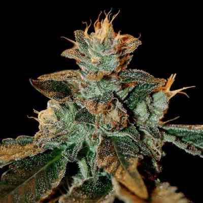 Cataract Kush > DNA Genetics | Feminized Marijuana   |  Indica