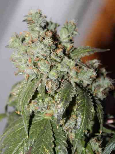 Cataract Kush > DNA Genetics | Feminized Marijuana   |  Indica