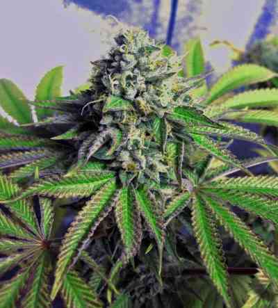 Cataract Kush > DNA Genetics | Feminized Marijuana   |  Indica