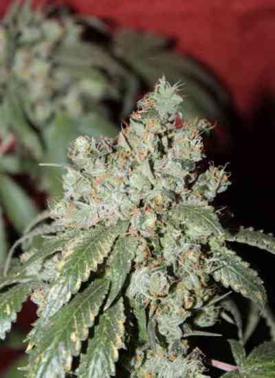 Cataract Kush > DNA Genetics | Feminized Marijuana   |  Indica