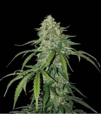 CBD 1:1 Silver Lime Haze Autoflower > Seed Stockers | CBD cannabis seeds  |  Hybrid