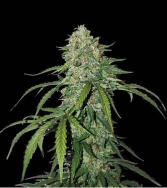 CBD 1:1 Silver Lime Haze Autoflower > Seed Stockers