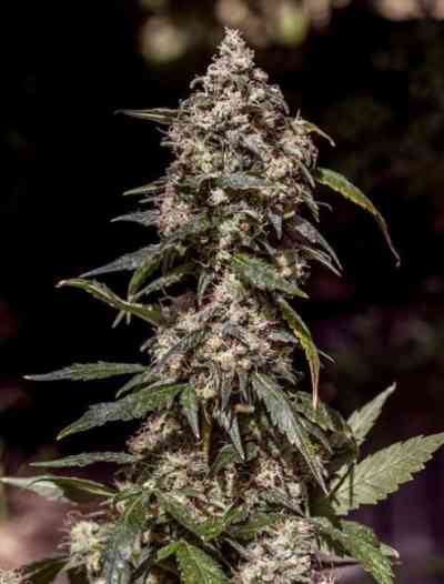 CBD+ 1:20 Seed > Positronics | CBD cannabis seeds  |  Indica