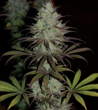 CBD #1 > ACE Seeds | CBD cannabis seeds  |  Hybrid