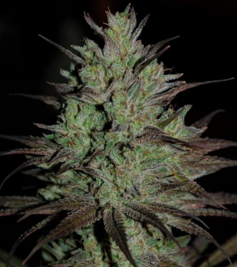 CBD #1 > ACE Seeds | CBD cannabis seeds  |  Hybrid