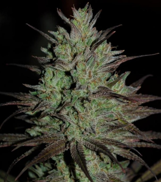 CBD #1 > ACE Seeds | Semillas CBD  |  Híbrido