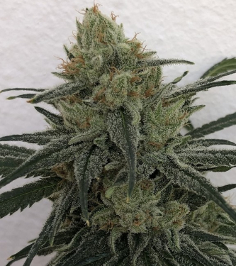 CBD #1 > ACE Seeds | CBD cannabis seeds  |  Hybrid