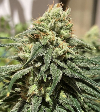 CBD #1 > ACE Seeds | CBD cannabis seeds  |  Hybrid