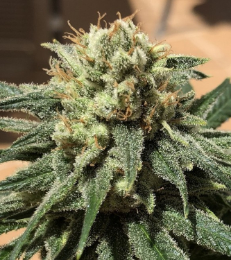 CBD #1 > ACE Seeds | CBD cannabis seeds  |  Hybrid