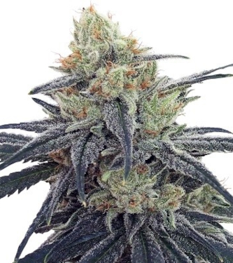 CBD #1 > ACE Seeds | CBD cannabis seeds  |  Hybrid