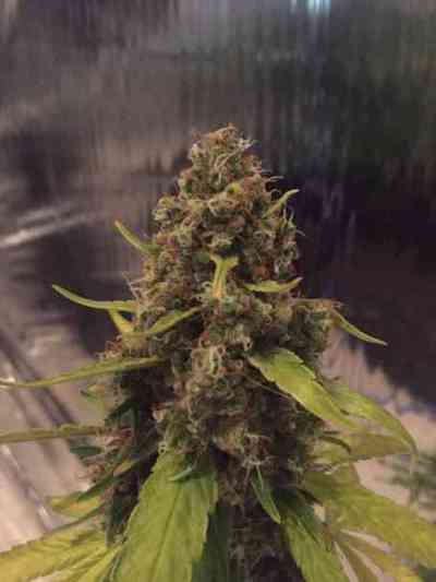 CBD 3D > CBD Crew | Regular Marijuana   |  Sativa