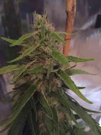 CBD 3D > CBD Crew | Graines Normal  |  Sativa