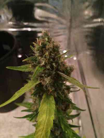 CBD 3D > CBD Crew | Semillas Regulares  |  Sativa