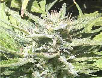 CBD Afghan > Kaya Spain Quality | Feminisierte Hanfsamen  |  Indica