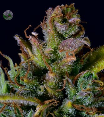 CBD Auto 20:1 > Fast Buds Company | CBD Hanfsamen  |  Hybrid