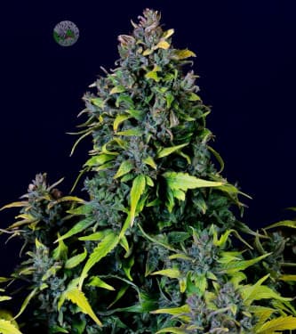 CBD Auto 20:1 > Fast Buds Company | Graines de cannabis médical CBD  |  Hybride