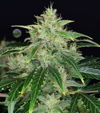 CBD Auto 20:1 > Fast Buds Company | CBD cannabis seeds  |  Hybrid