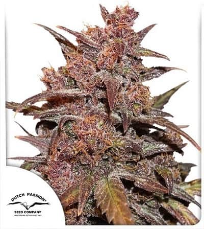 CBD Auto Blackberry Kush > Dutch Passion | Graines CBD  |  Indica