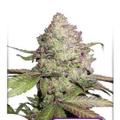 CBD Auto Charlottes Angel > Dutch Passion | Graines Autofloraison  |  Sativa