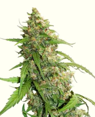 CBD Auto Compassion Lime > Dutch Passion | Graines Autofloraison  |  Sativa